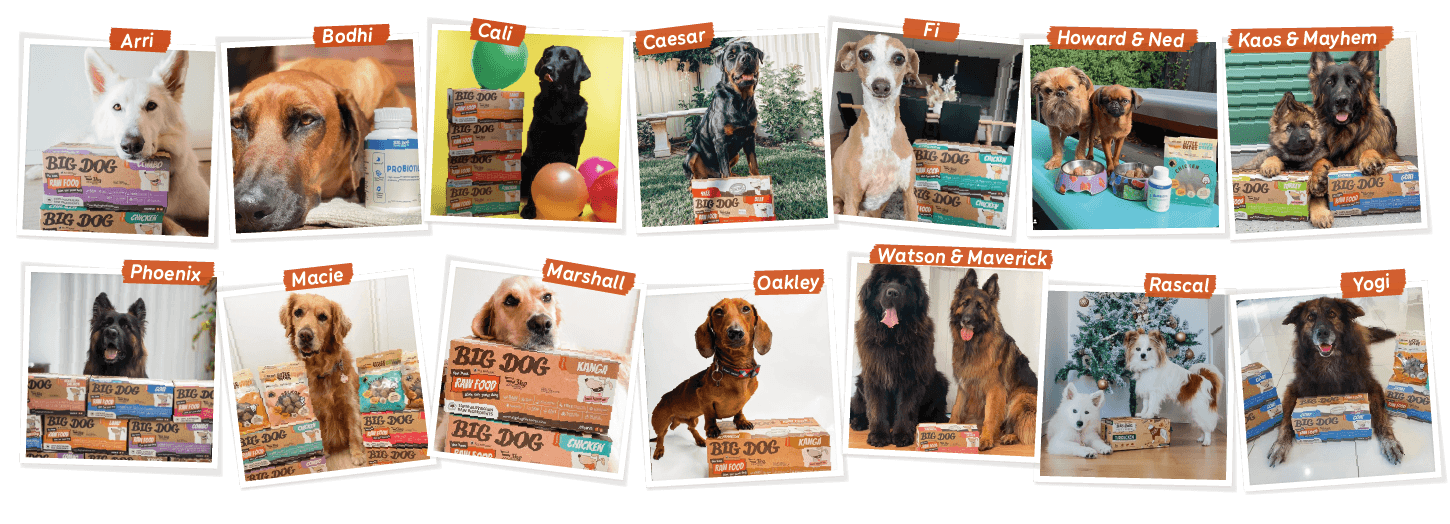 Fresh Dog Food Reviews Guides Big Dog Pet Foods